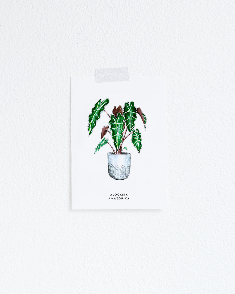 Wenskaart Bloemen: Alocasia Amazonica