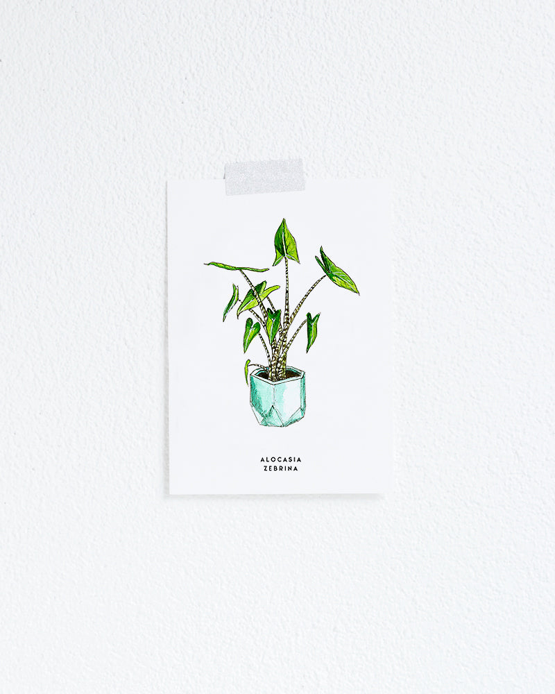 Wenskaart Bloemen: Alocasia Zebrina