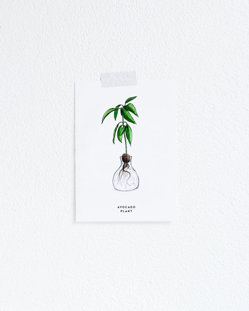 Wenskaart Planten: Avocado