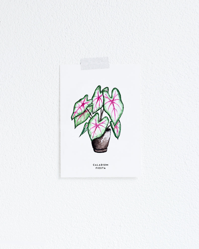 Wenskaart Planten: Caladium