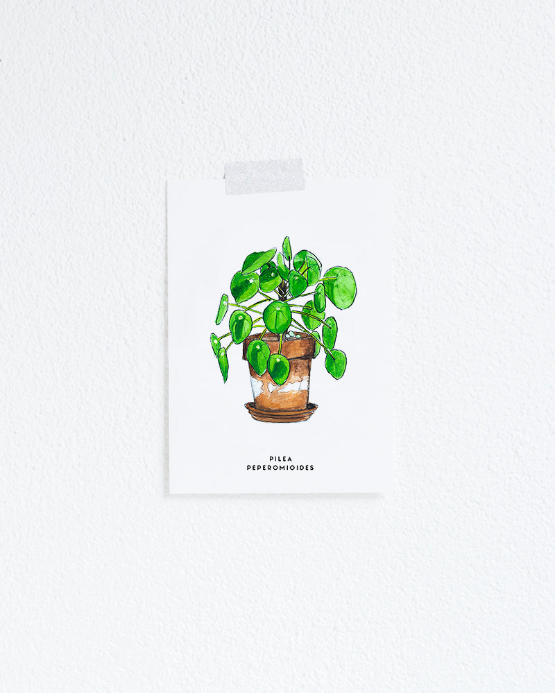 Wenskaart Planten: Pilea Pannekoekplant