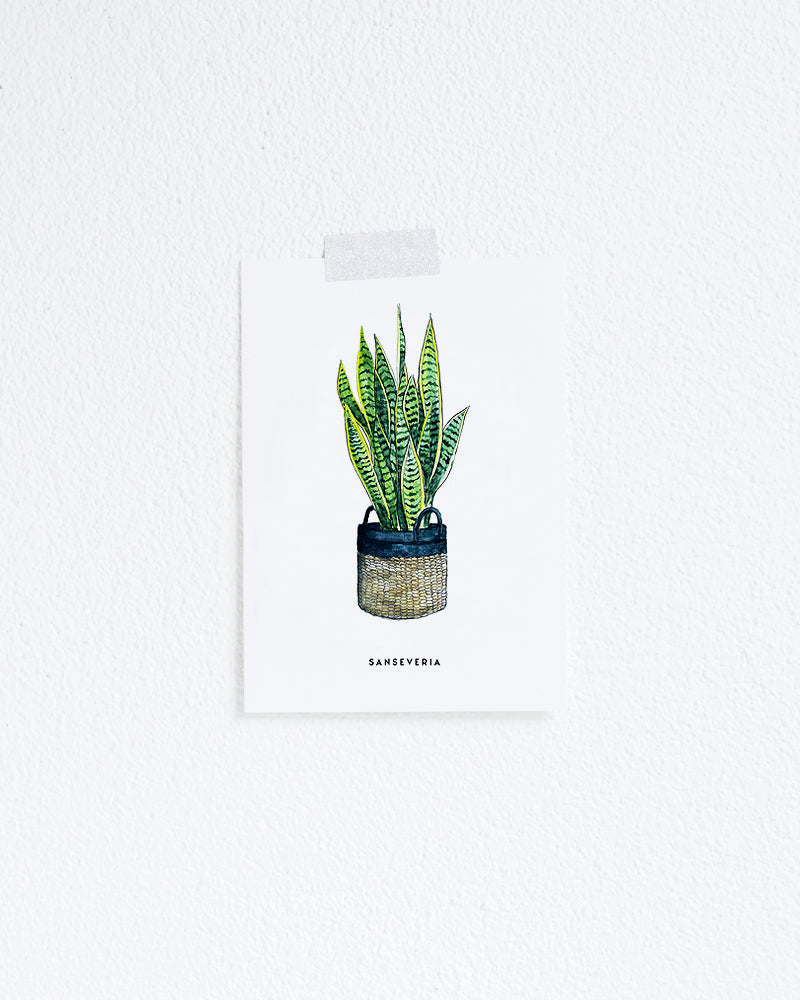 Wenskaart Bloemen: Sanseveria