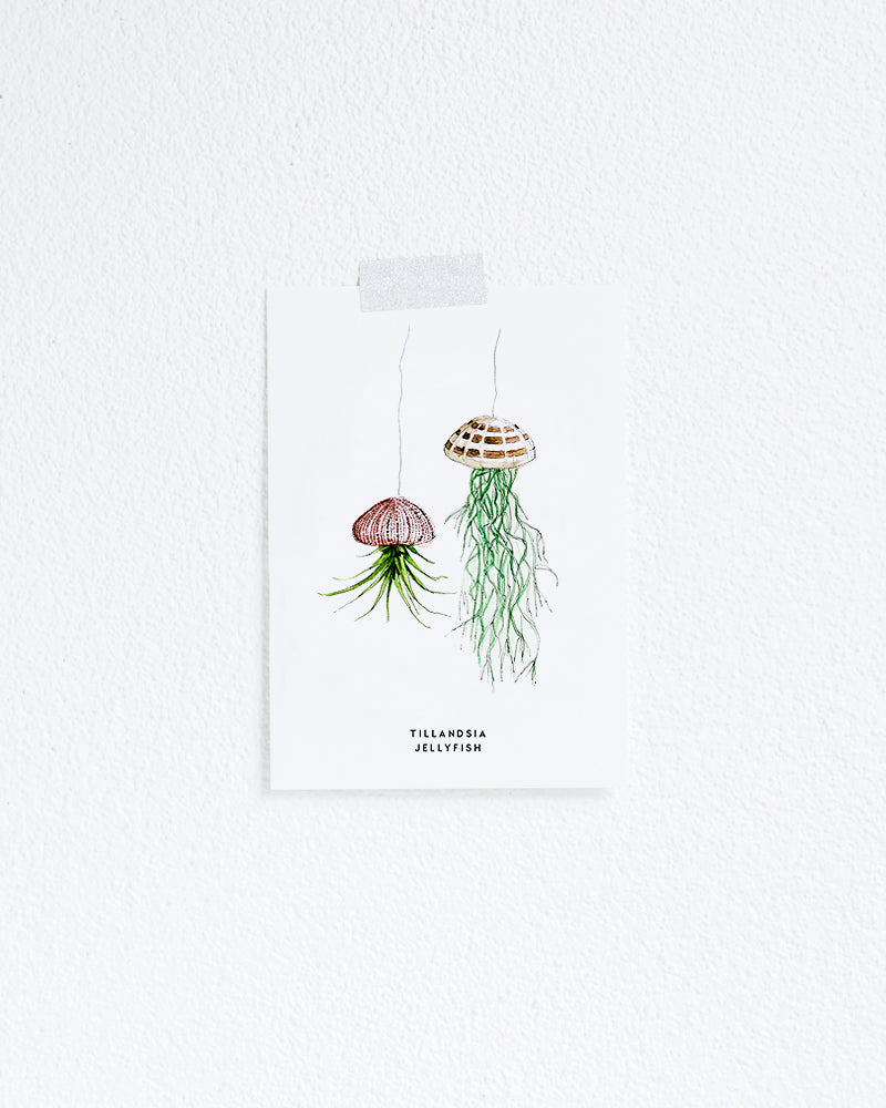 Wenskaart Planten: Tilandsia
