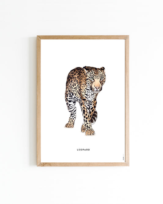 Poster 50x70 Luipaard