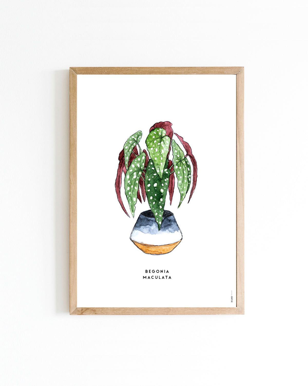 Poster A4 Plant Begonia