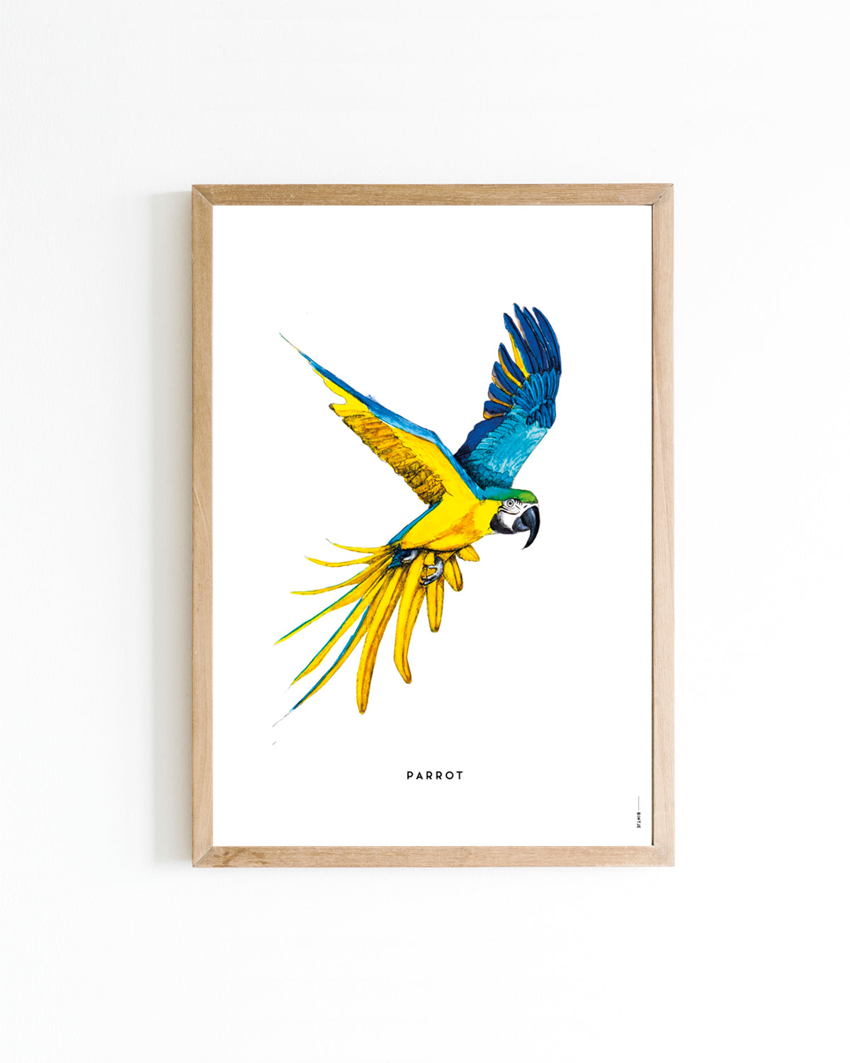 Poster 30x40 Papegaai