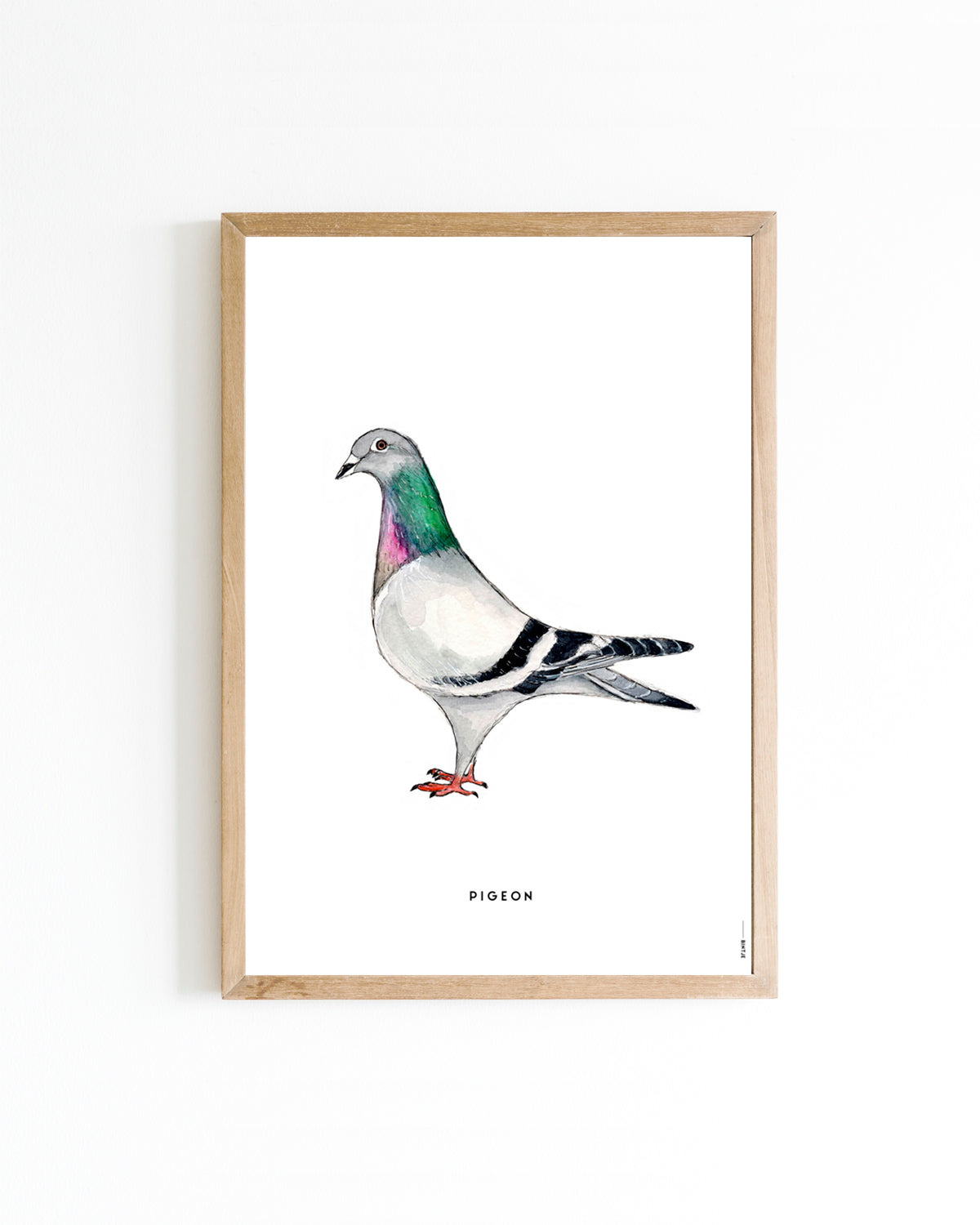 Poster 30x40 Duif