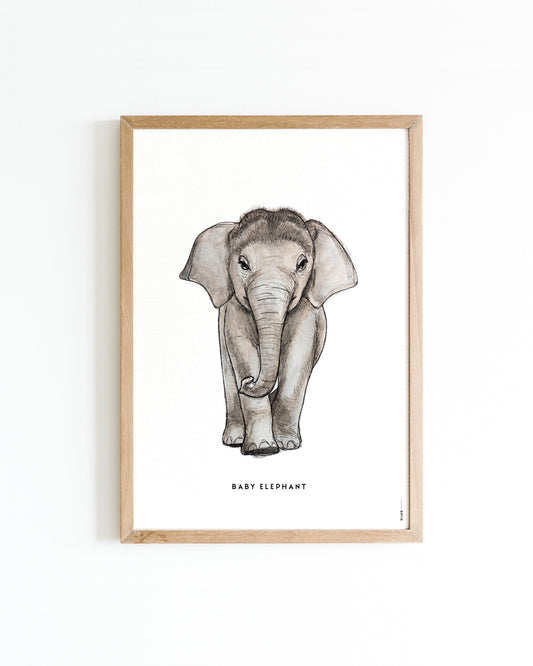 Poster 50x70 Baby Olifant