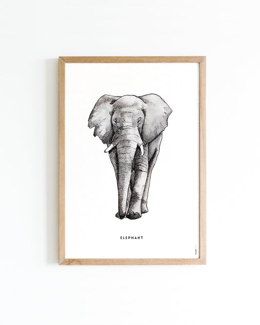 Poster 50x70 Olifant