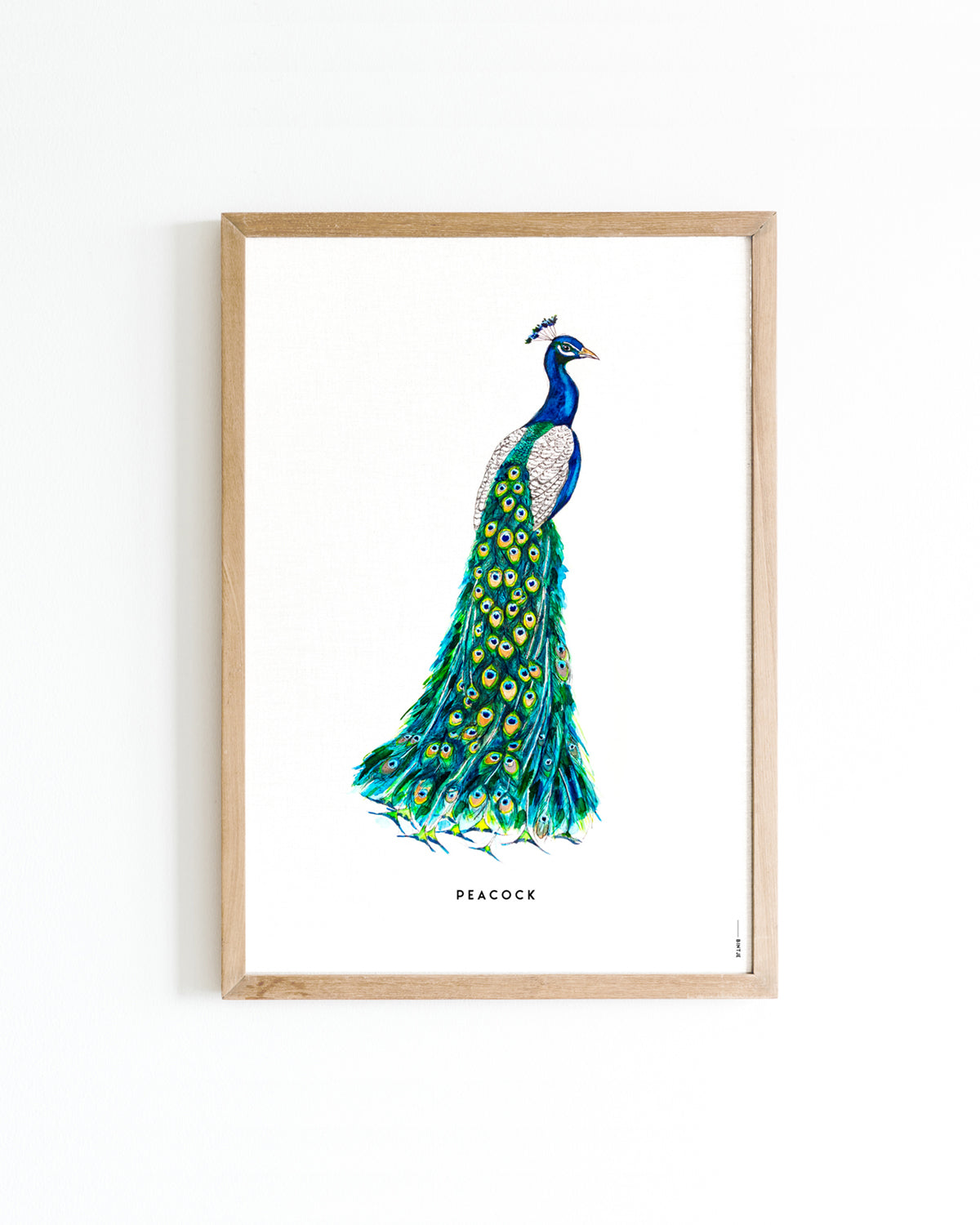 Poster 30x40 Pauw