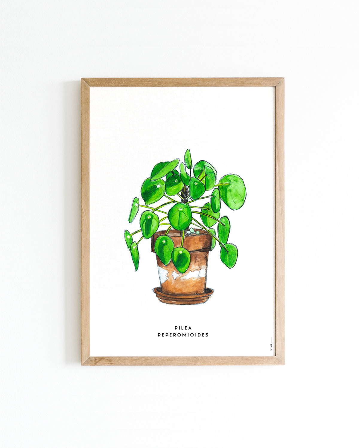 Poster A4 Plant Pilea