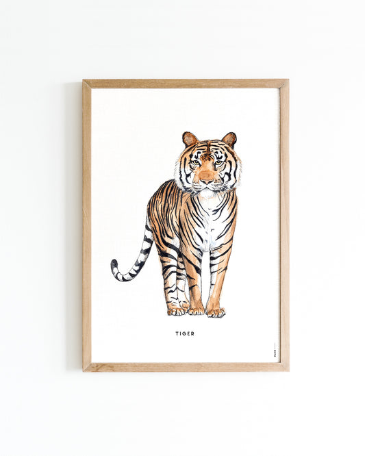 Poster 50x70 Tijger