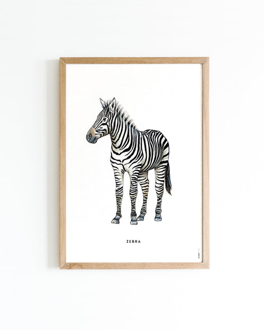 Poster 50x70 Zebra