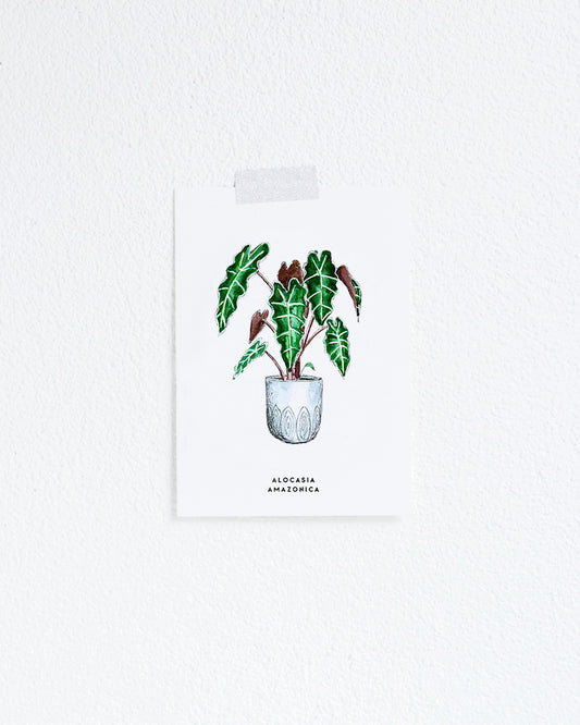 Wenskaart Bloemen: Alocasia Amazonica