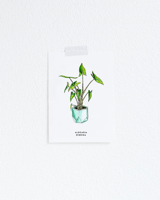 Wenskaart Bloemen: Alocasia Zebrina
