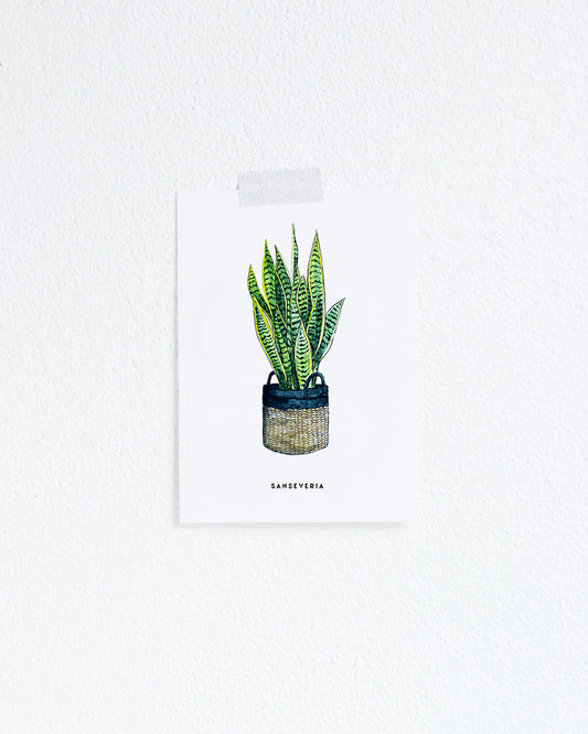 Wenskaart Bloemen: Sanseveria