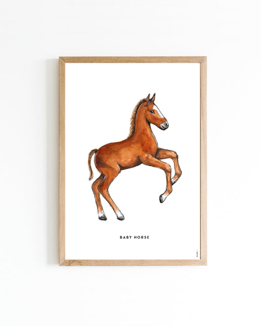 Poster 15x20 Paard veulen