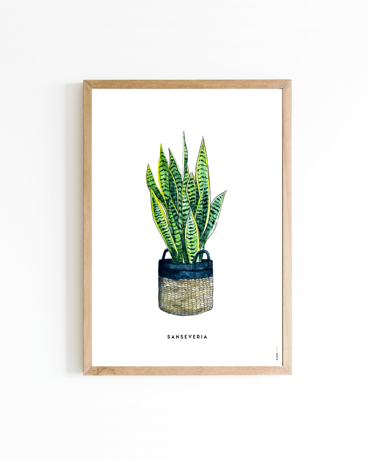 Poster A4 Plant Sanseveria