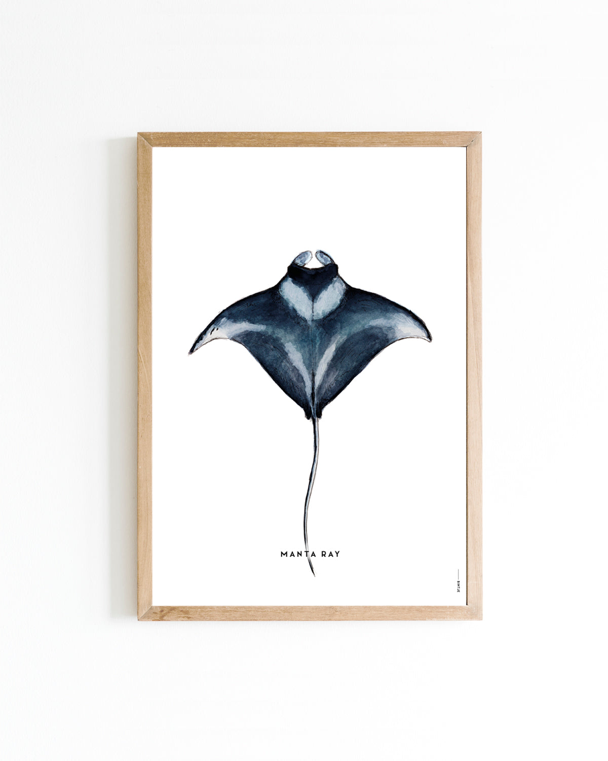 Poster 15x20 Dieren: Manta